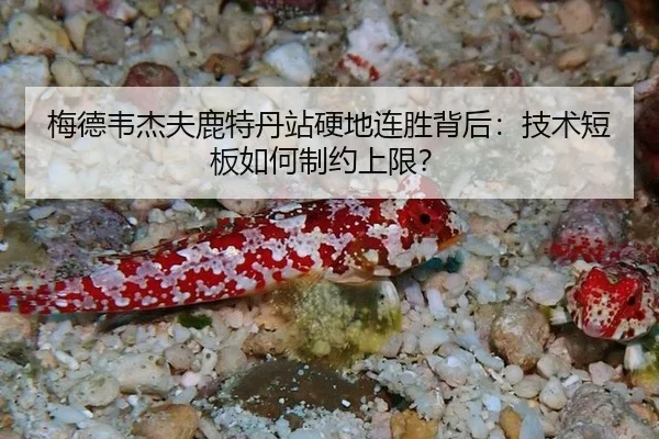 mei-de-wei-jie-fu-lu-te-dan-zhan-ying-di-lian-sheng-bei-hou-ji-shu-duan-ban-ru-he-zhi-yue-shang-xian-3-611.jpg